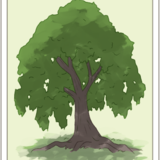 ルノルマンカードの木（樹木）の意味とは？恋愛・仕事・組み合わせ
