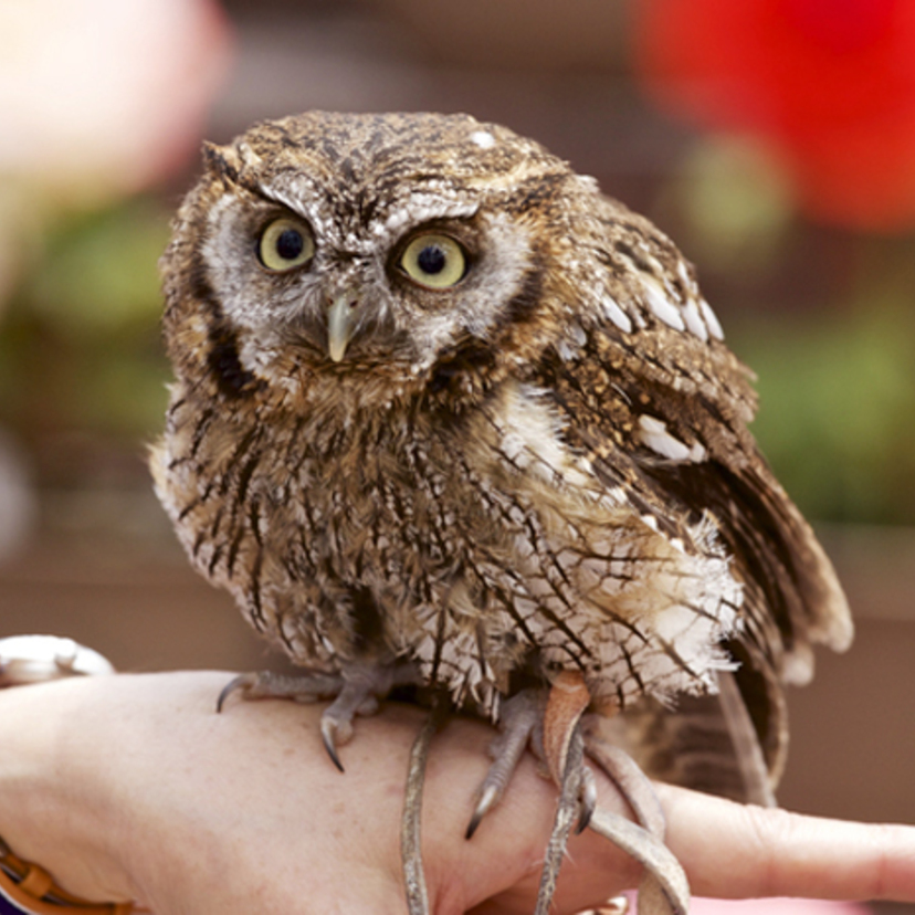 フクロウの寿命 性格 飼い方 値段 鳴き声 ペット Spicomi