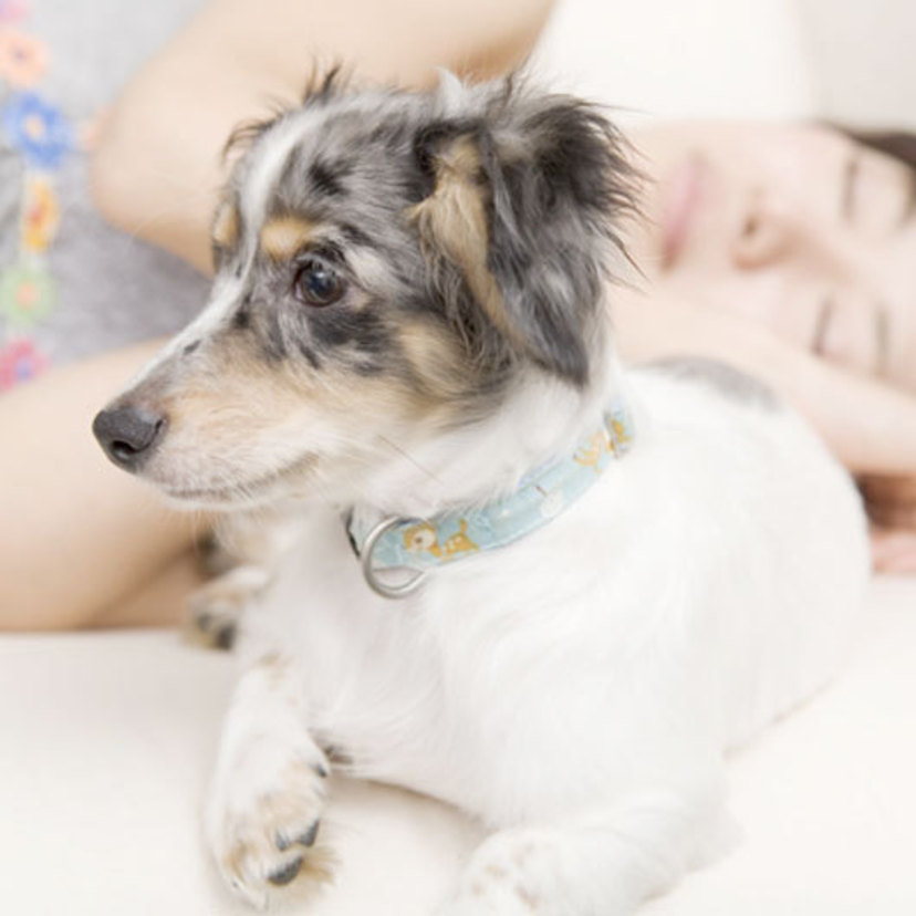 チワワのミックス犬12種類 人気 特徴 性格は Spicomi