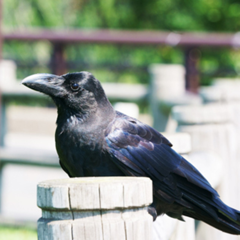 カラスは吉兆で幸運 朝のカラスは縁起がいい 神様の使い Spicomi
