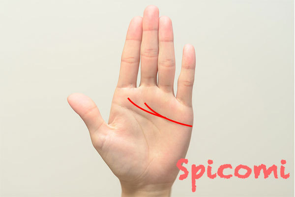 感情線の枝分かれ 二股 3本 4本 の意味15選 左手 右手 手相占い Spicomi