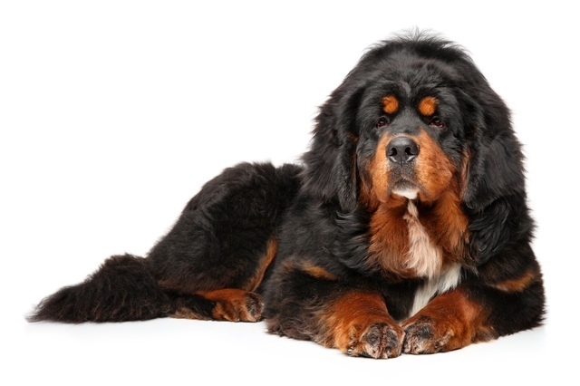 超大型犬の種類一覧32個 世界一大きい犬 人気の犬種は Spicomi