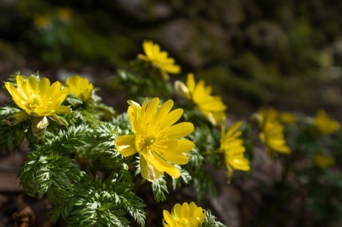 1月3日生まれの運勢 性格 恋愛 結婚 金運 星座 誕生日占い Spicomi