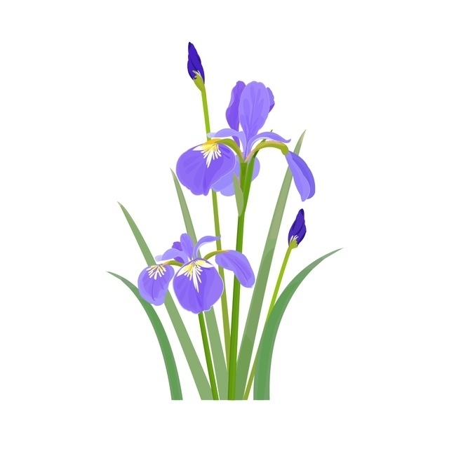花菖蒲文様(はなしょうぶもんよう)