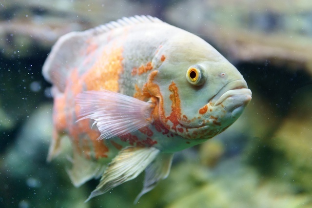 ヒーター無しで飼える熱帯魚10選 常温で飼える魚 Spicomi