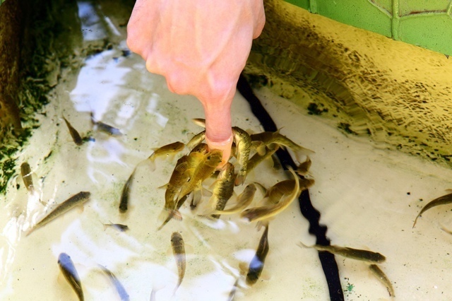 ヒーター無しで飼える熱帯魚10選 常温で飼える魚 Spicomi
