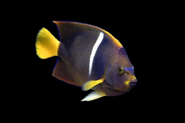 ヒーター無しで飼える熱帯魚10選 常温で飼える魚 Spicomi