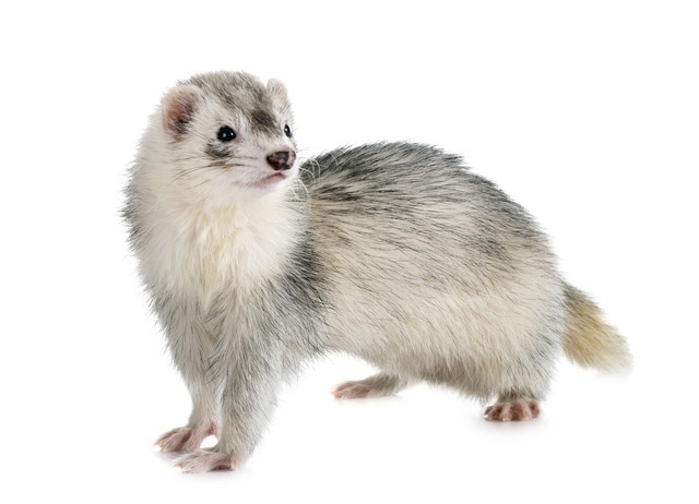 フェレットとはどんな動物?