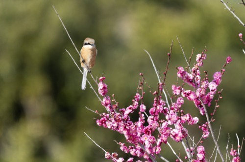 2月1日生まれの運勢 性格 恋愛 結婚 金運 星座 誕生日占い Spicomi