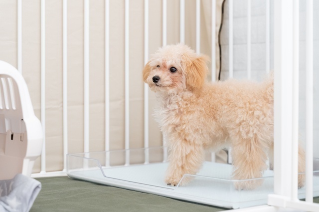 犬のトイレのしつけ方3ステップ［室内編］