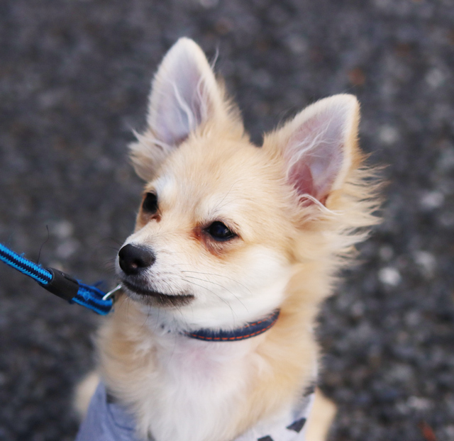 ポメチワとはどんな犬種?特徴は?