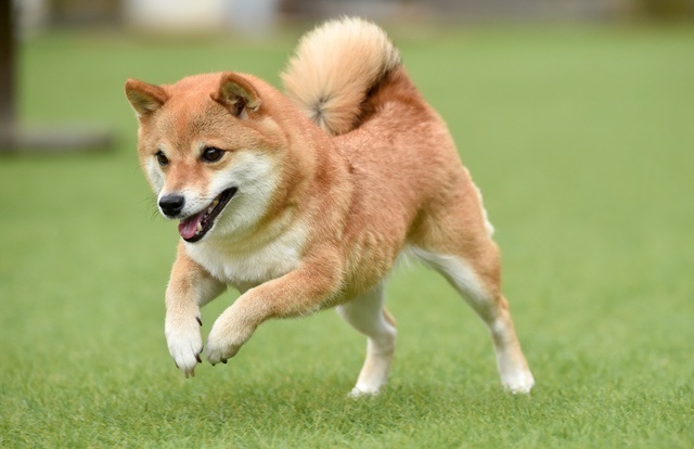 2位:柴犬