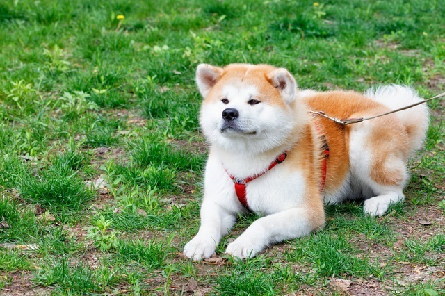 12位:秋田犬