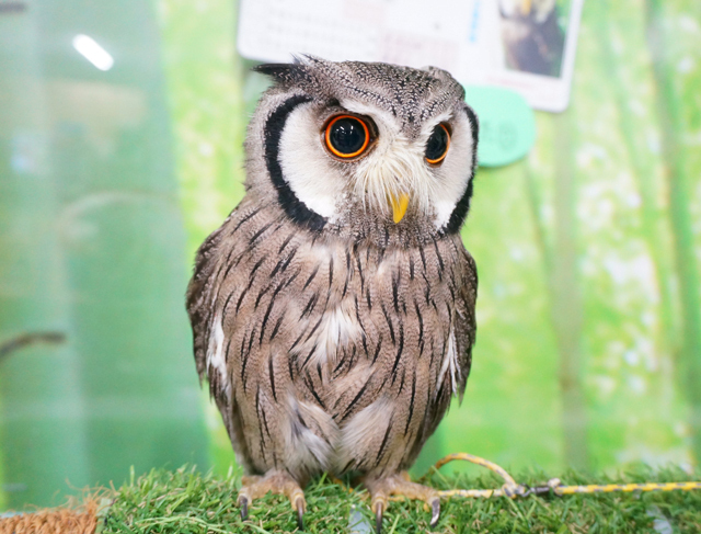 フクロウとはどんな動物?特徴は?