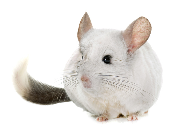 チンチラとはどんな動物?特徴は?