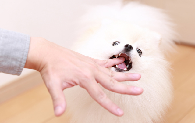 犬が人の足や手を噛む理由8個