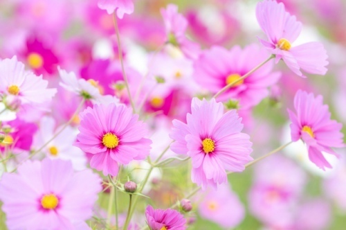 秋桜(コスモス)