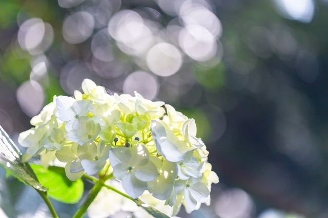 紫陽花(アジサイ)