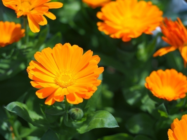 キンセンカ(金盞花)