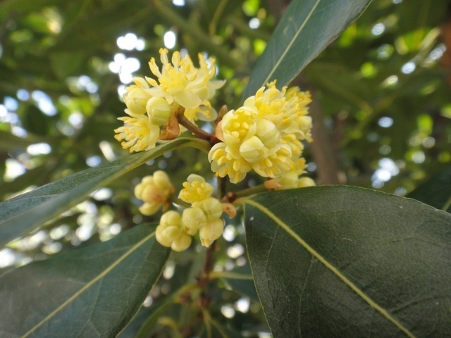 月桂樹の花と葉