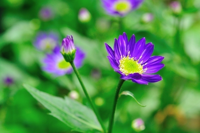 シダレヤナギ（枝垂柳）花言葉