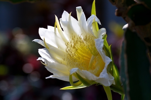 月下美人(げっかびじん)花言葉