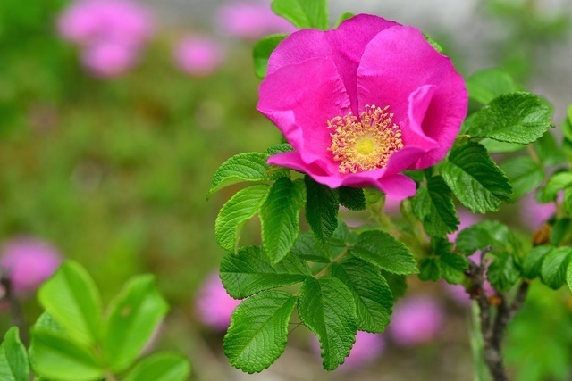 ハマナス(浜茄子)花言葉