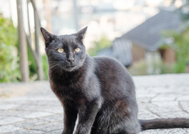黒猫は幸運の前兆?