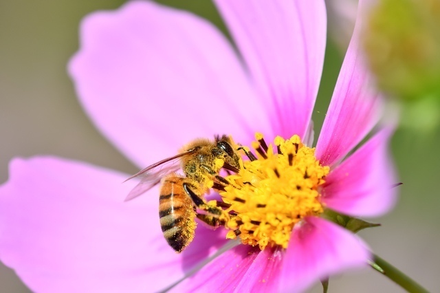 蜜蜂（ミツバチ）［縁起のいい虫］
