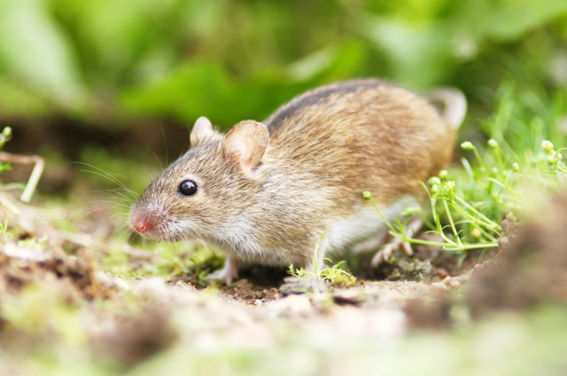 ネズミが出る家の意味は?縁起がいい?