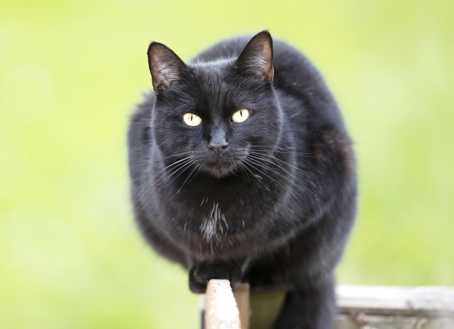 黒猫が来る家の運気は?