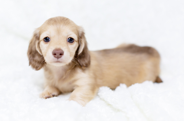 つけてはいけない犬の名前10個