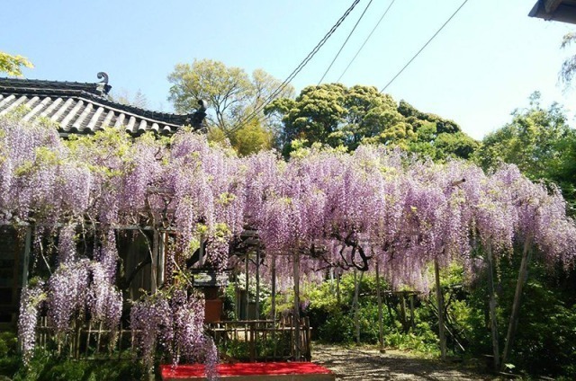 潮音山太江寺の藤まつり