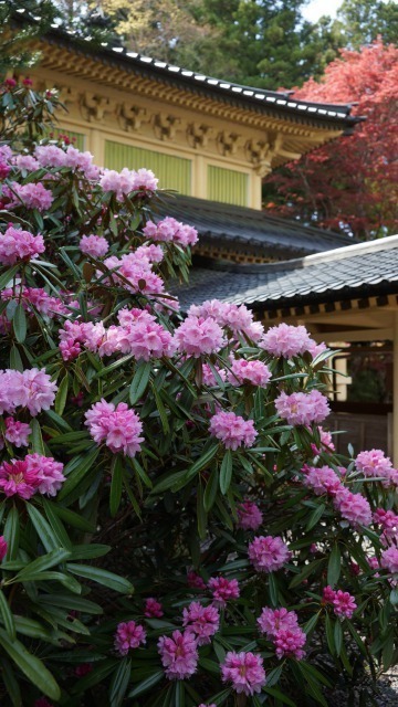 金剛峯寺の石楠花