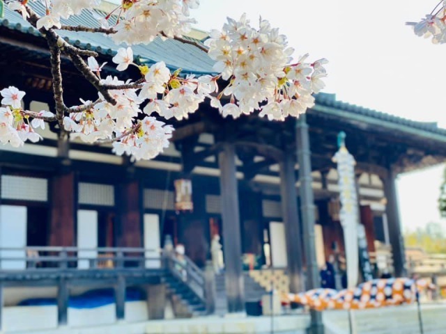 金剛峯寺の桜の景色