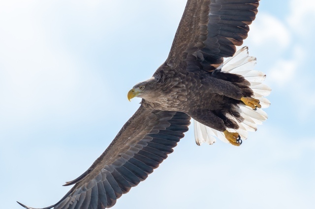 縁起の良い鳥15選 幸せを呼ぶ鳥 幸せを運ぶ鳥 Spicomi 縁起の良い鳥15選 幸せを呼ぶ鳥 幸せを運ぶ鳥 Spicomi