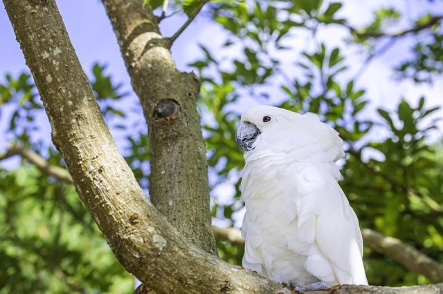 縁起の良い鳥15選 幸せを呼ぶ鳥 幸せを運ぶ鳥 Spicomi 縁起の良い鳥15選 幸せを呼ぶ鳥 幸せを運ぶ鳥 Spicomi
