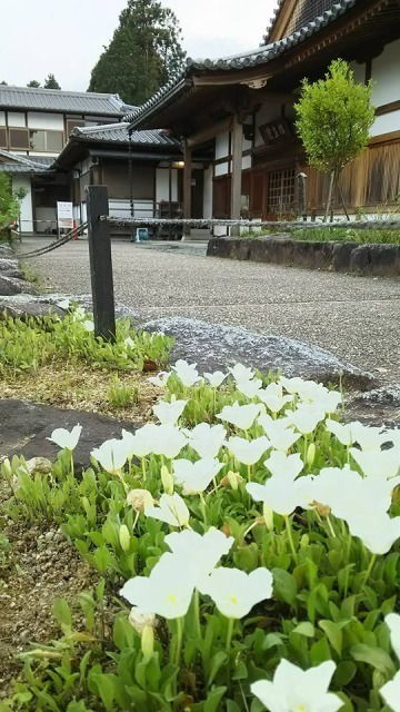 橘寺の銀盃草