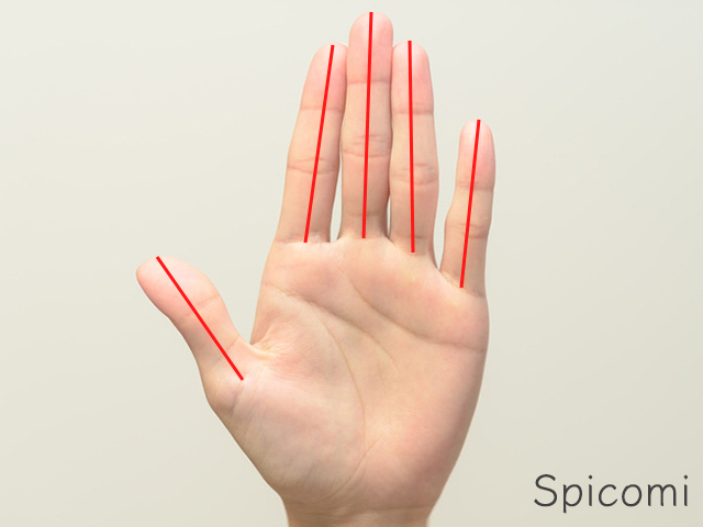 男性の指の長さの平均サイズと基準
