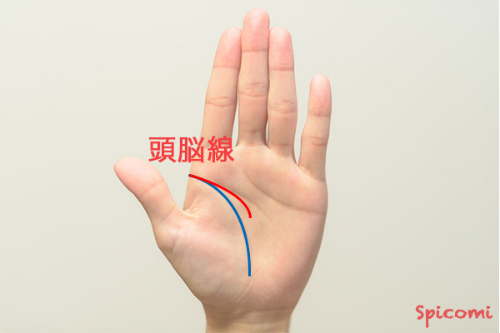 手相占い - 頭脳線（知能線）の終点が掌の中央に向かっている